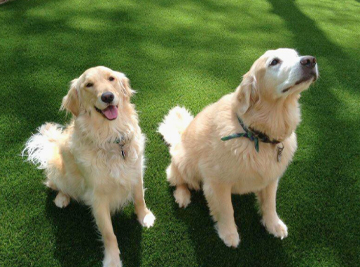 Two Golden Retrievers on Turf