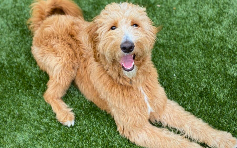 Goldendoodle on Turf