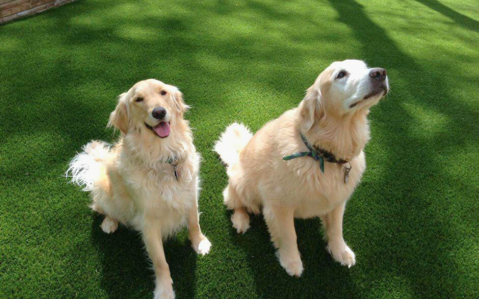 Two Golden Retrievers on Turf